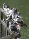 SX21526 Two levels of Pigeons.jpg